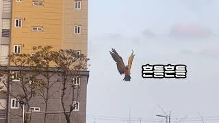 청금강 강풍주의보 비행, 휴대폰 진동마냥 떨리는 널 어쩌니