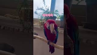 양치질하는 앵무새 노을이 #parrot #macaw #…