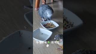 앵무새들의 먹방  #parrot #앵무새 #birds #greyparrots #cute #회색앵무 #코뉴어앵무새 #반려동물 #animals
