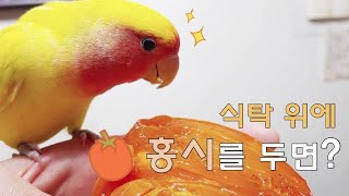 앵무새가 식탁 위 홍시를 발견했습니다