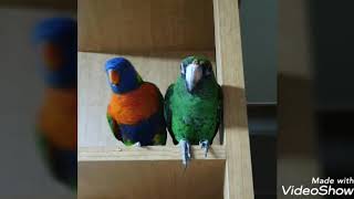 앵들의 목욕 영상