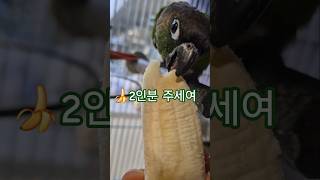 코뉴어앵무새#하랑이#하봉이#더빙농장#동물더빙 #병맛더빙