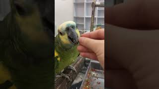 안녕하세요 잘 따라하는 앵무새 #앵무새 #앵무새카페 #리프패럿 #parrot