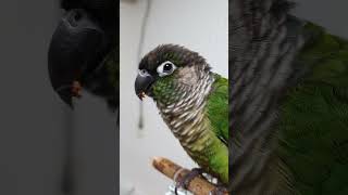 자비 무엇을 먹는걸까?  #parrot #그린칙코뉴어 #앵무새 #반려동물