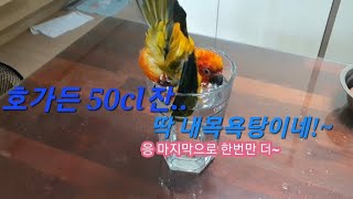 호가든 500잔에서 물놀이하는 썬코뉴어 보리