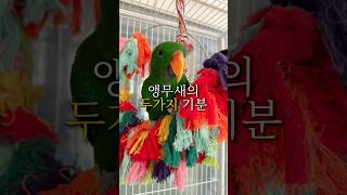 앵무새의 두가지 기분!#앵무새 #기분 #반려조  #반려동물 #뉴기니아 #코뉴어 #세네갈 #새
