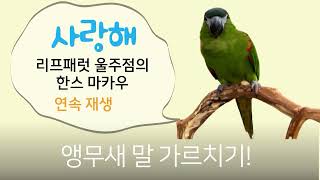 한스마카우 &quot;사랑해&quot; 10시간 연속재…