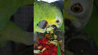 아마존 앵무새 발 톱은 맹금류 아침에 어깨에 날라와 않…