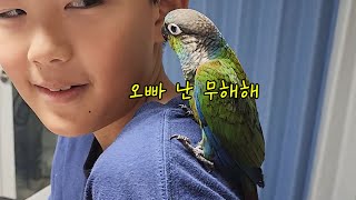 난 무해한 아기앵무새야 I'm a harmless parrot 私は無害なインコだよ