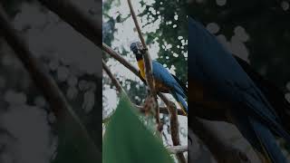 금강앵무새, 마카우, Parrots, Macaws 11…