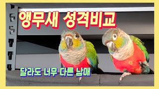 앵무새 성격비교 (극과 극인 남매들)Parrot personality comparison