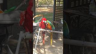 회색앵무새, 홍금강앵무새,  청금강앵무새를 보게 되었네요 #홍금강앵무새 #회색앵무새  #청금강앵무새