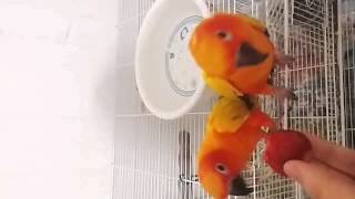 썬코뉴어 보리 향기 sunconure parrot