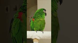 부르면 대답 최고로 잘해주는 앵짱!!2024.08.30 #music #말하는앵무새