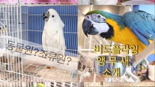 조류원(버드플라잉)앵무새탐방기(코카투,마카우)