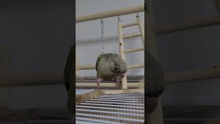 각목 든 사랑이:) #birds #코뉴어