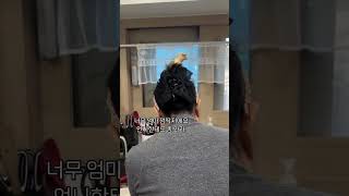 집에서는 불효앵무 밖에서는 인사성 바른 착한 앵무 두얼굴의 실체 #앵무새 #parrot #코뉴어 #문칙코뉴어#말하는앵무새 #반려조 #반려동물 #힐링 #코뉴어교육 #앵무새교육