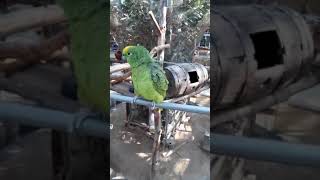 시크한 노랑이마아마존앵무 - 경주버드파크