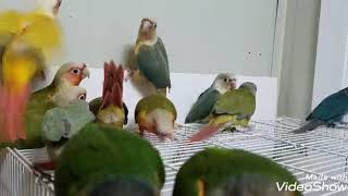 코뉴어들 양떼몰이