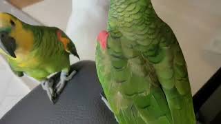 아마존앵무 태양이 짝꿍 해야 털골라주기