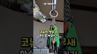 한손으로 줄을 잡고 매달려 있는 천하장사 앵무새, 레드옐로우사이드코뉴어, 그린칙코뉴어 연두, 동물농장, 애니멀봐, 동물의왕국, 반려동물 #parrot #bird #animal
