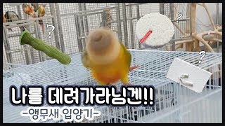 결국... 앵무새를 집으로 데려왔습니다ㅣ앵무새 입양 시…