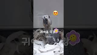 귀여움으로 엄마 심장을 쫄깃하게 만드는 회색앵무새이유조 루카 , 엊그제까지 팰럿을 오물만 거리더니 먹기도 하나봐요 가루가 있네요 #회색앵무새 #parrot #cute #앵이들