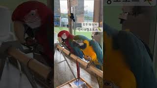 홍금강 청금강  포스작렬