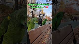 안녕! 여름아 #성내천 #인사성 밝은 #앵무새 #아마존앵무새