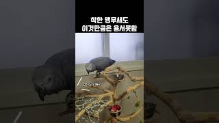여전히 솔직한 앵무새 / 거짓말을 못해요 / 회색앵무 랄라 / #shorts #말하는앵무새