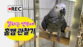 말하는 앵무새 홈캠 관찰기  회색앵무 잠바