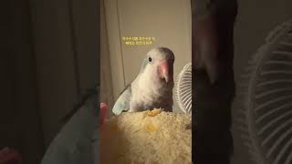 옥수수식빵 옥수수 먹방하는 앵무새