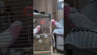 승덕이의 짝사랑 #갈라코카투 #앵무새 #반려동물 #parrot #birds