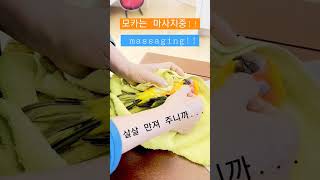 앵무새 목욕후 마사지 하기 #parrot #앵무새 #썬…