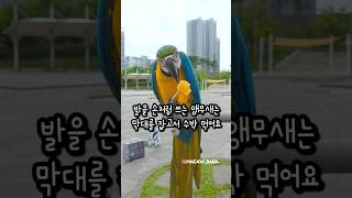 발을 손처럼 쓰는 앵무새의 수박 먹는 방법
