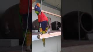 학습 효과가 뛰어난 오색 청해 앵무새 어제 아침에 갈켜…