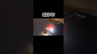 검란 앵무새알 オウム卵の卵 #검란 #parrot #코뉴어