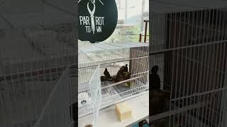 코뉴어 방사장 및 새장 투입