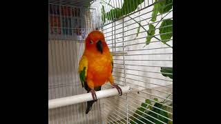 #shorts 썬코뉴어 앵무새 환타&amp;소다 일상 …