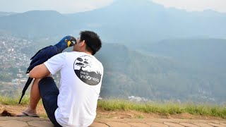 How Hyacinth Macaw grow up fro…