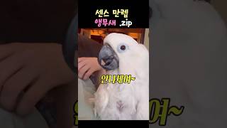 센스만렙 앵무새.zip