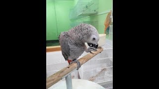 앵무새에게 꼭 먹여야 할 것들 To raise a parrot well 1.(It is good to feed parrots.) (Korean and English version)