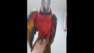 할리퀸 마카우 앵무새 날개짓