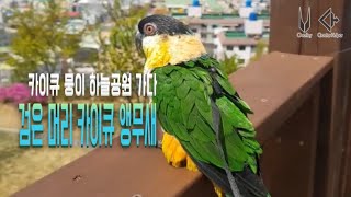카이큐 앵무와 하늘공원 산책