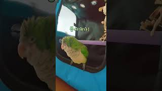 똥싸개라고 놀림받은 앵무새의 대처방법 #퀘이커앵무새 #…