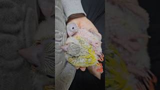 이유식 먹고 배불러 자야하는데 귀여워  #앵무새 #이유…