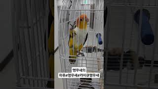 앵무새인데 말을 못하는걸까#앵무새#카이큐앵무새#말하는앵…