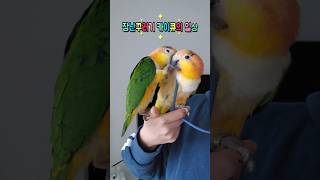 장난꾸러기 카이큐의 일상 #앵무새 #반려동물 #반려조 #일상 #shorts #카이큐앵무새