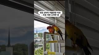 썬코 2마리 키울만한 이유 #썬코뉴어 #썬코소음 #앵무새
