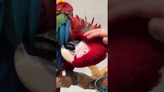 Green Wing Macaw Pin Feathers …